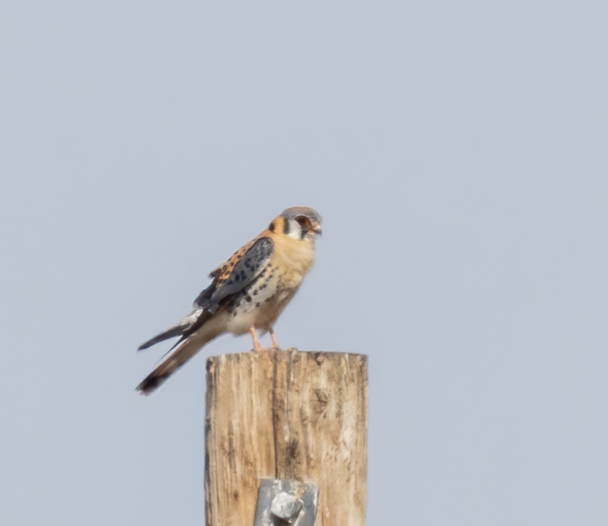 American Kestrel - ML452482111