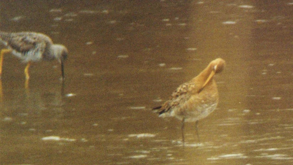 břehouš černoocasý (ssp. islandica) - ML45248231