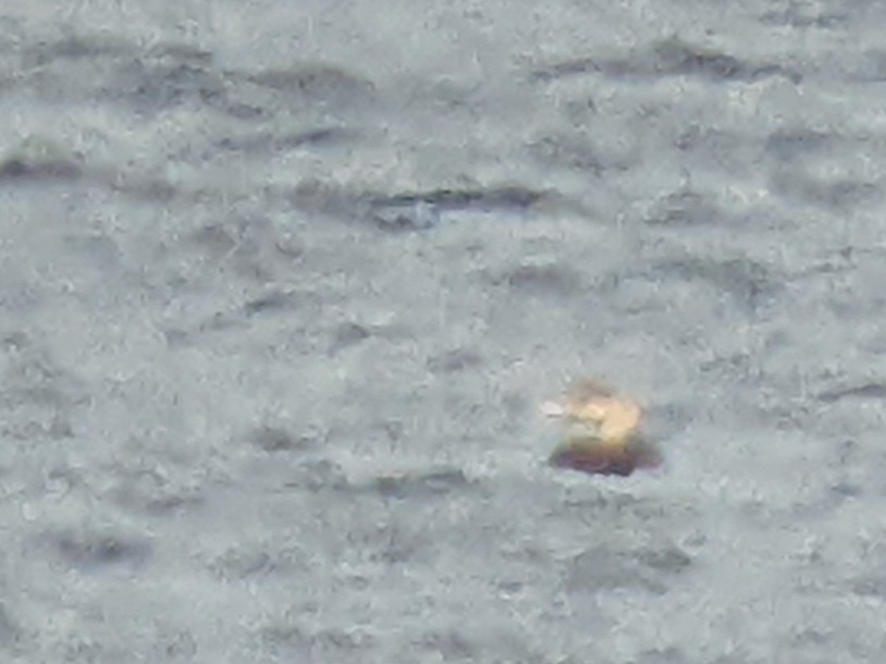 Common/Yellow-billed Loon - ML452483261