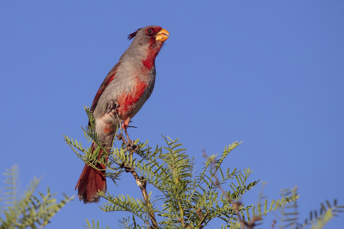 Pyrrhuloxia - ML452483631