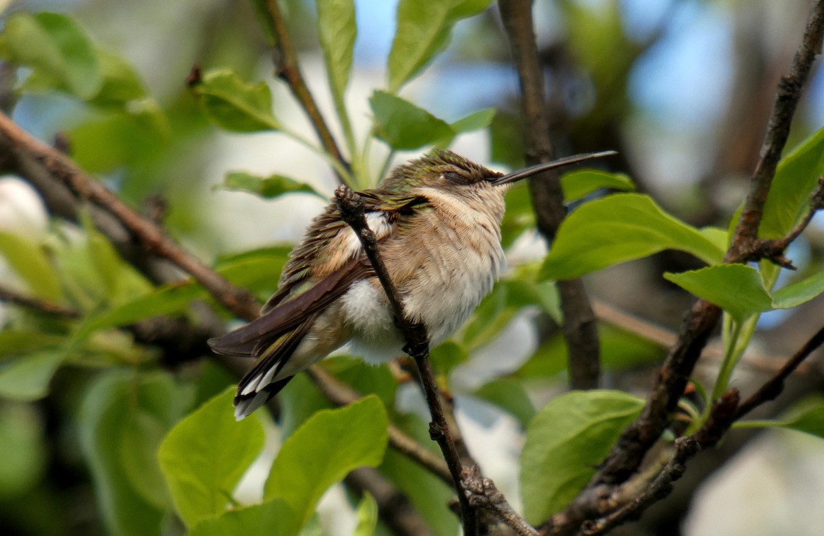 Ruby-throated Hummingbird - Martine Giroux
