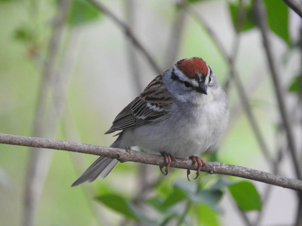 Chipping Sparrow - Marion Gauthier COHL