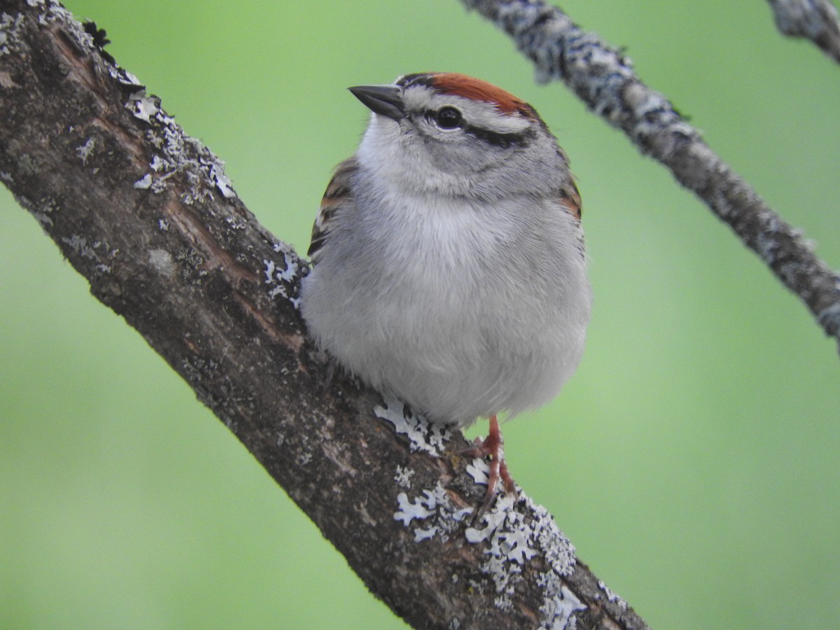 Chipping Sparrow - Marion Gauthier COHL
