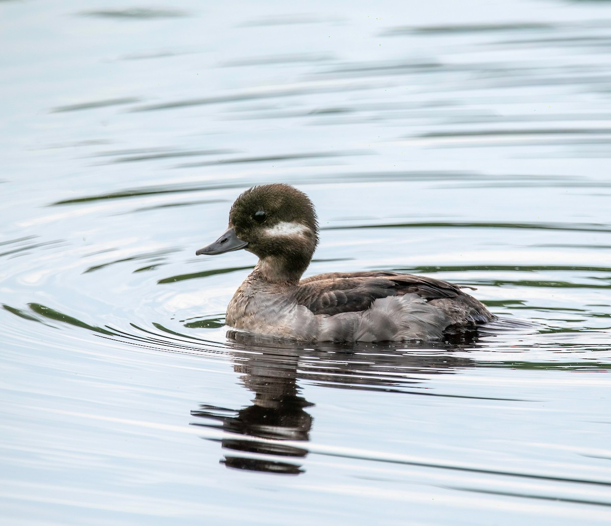 Bufflehead - Chris Dobre