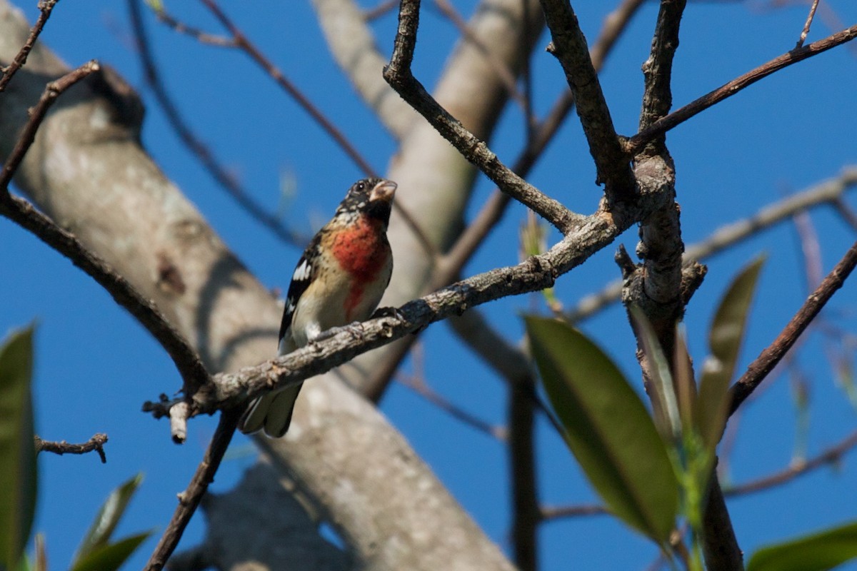 Rose-breasted Grosbeak - Matt Brady