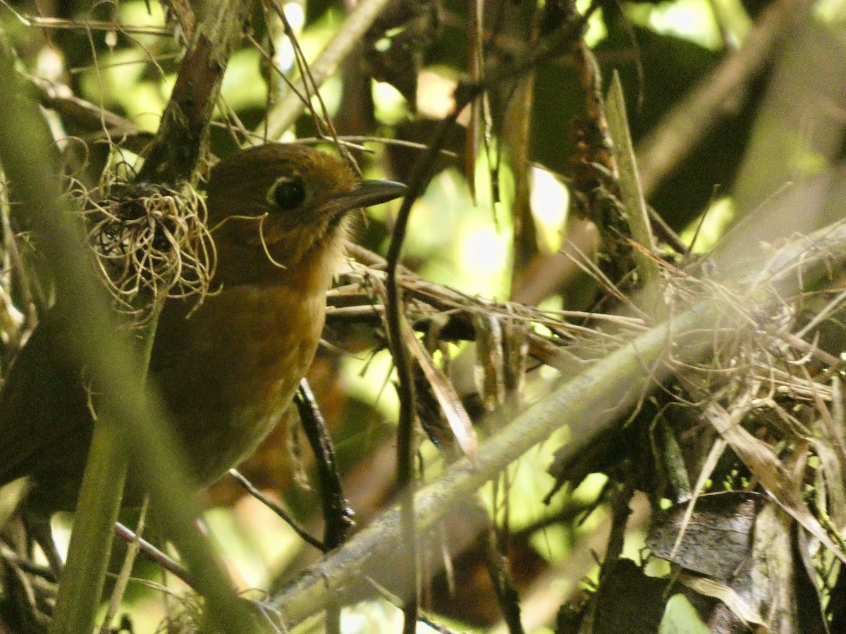 Sierra Nevada Antpitta - Sahas Barve