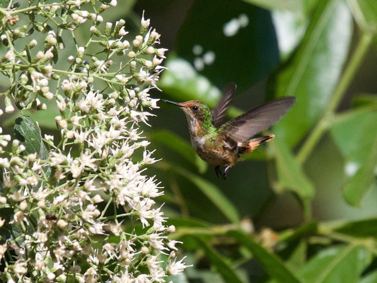 Short-crested Coquette - ML45248941