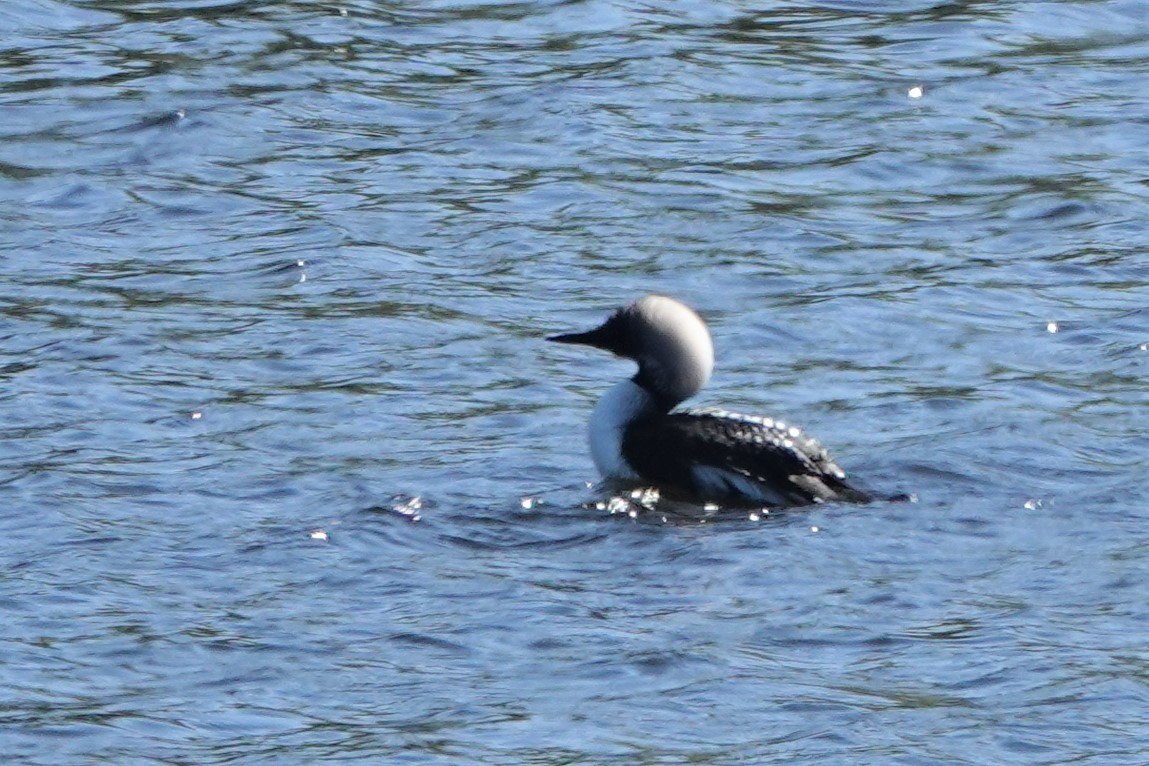 Pacific Loon - ML452490231