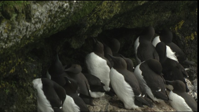 Thick-billed Murre - ML452492