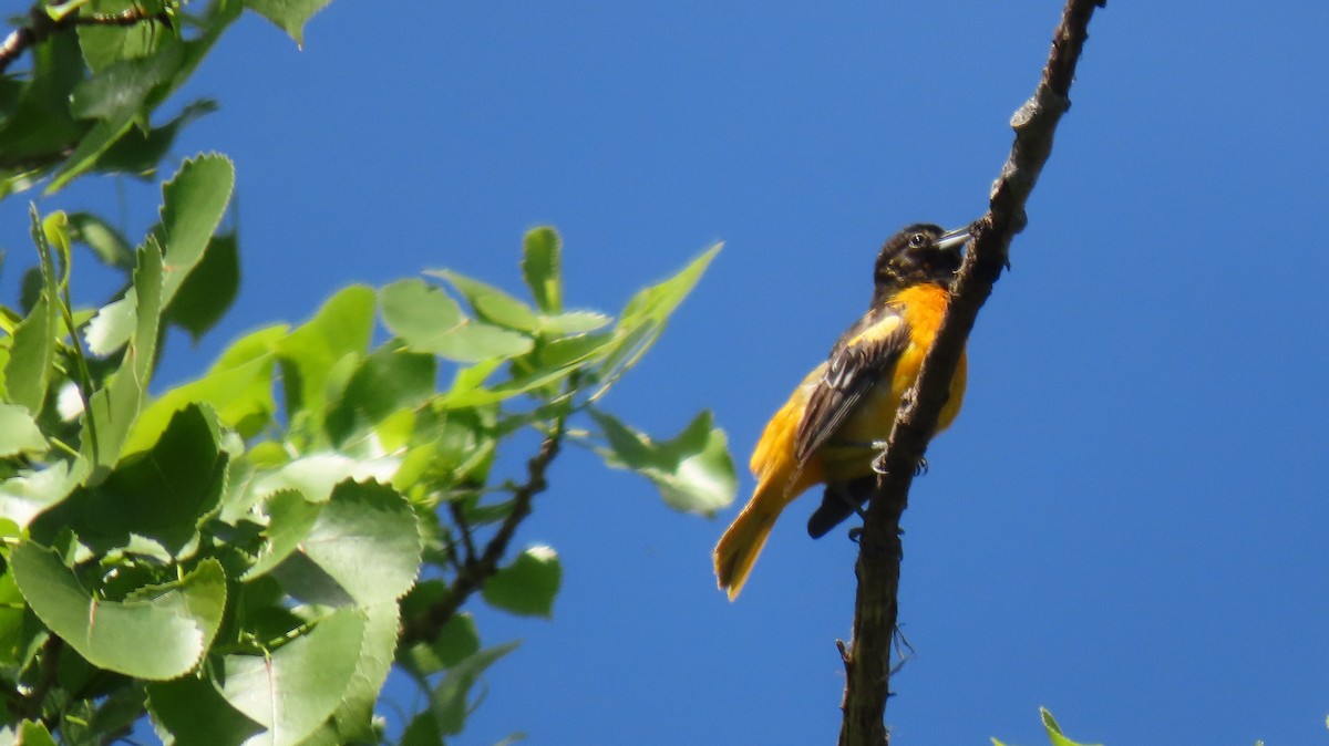 Baltimore Oriole - ML452494311