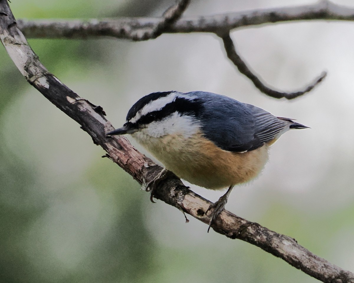 Red-breasted Nuthatch - ML452496041