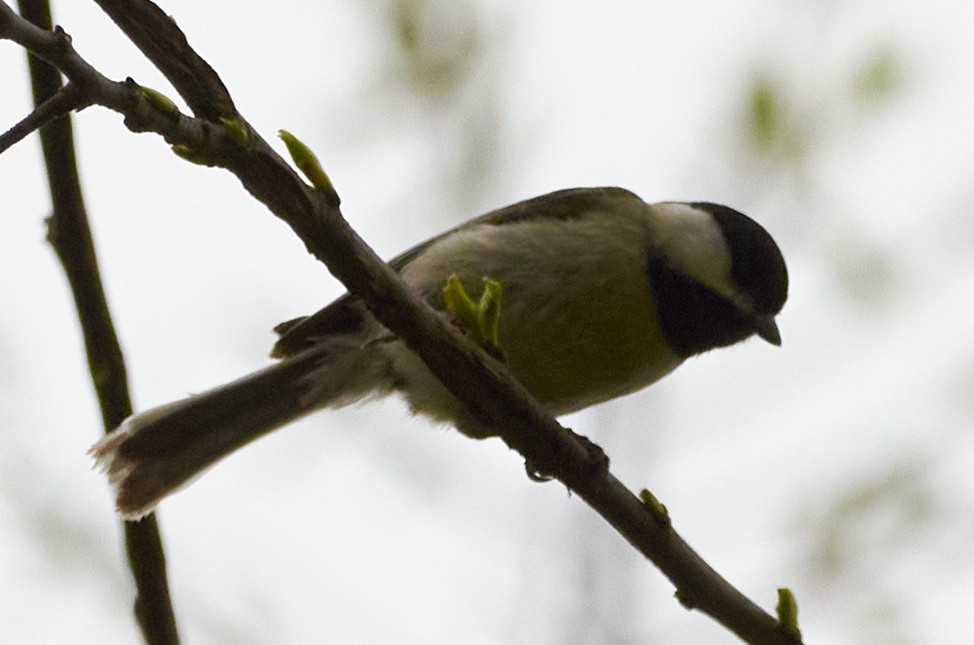 Carolina Chickadee - Hari Parameswaran