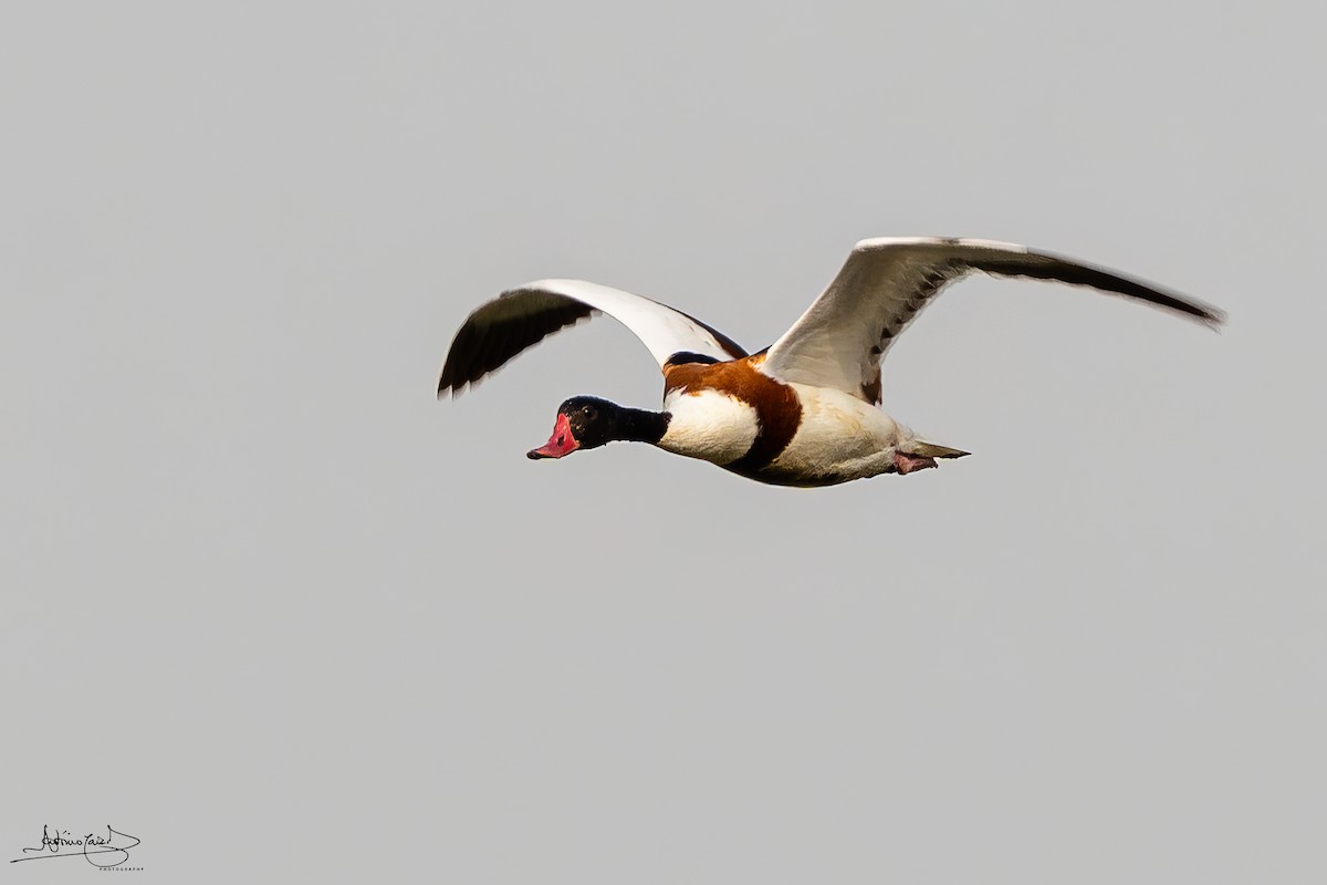 Common Shelduck - ML452496561