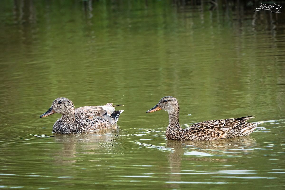 Gadwall - ML452496601