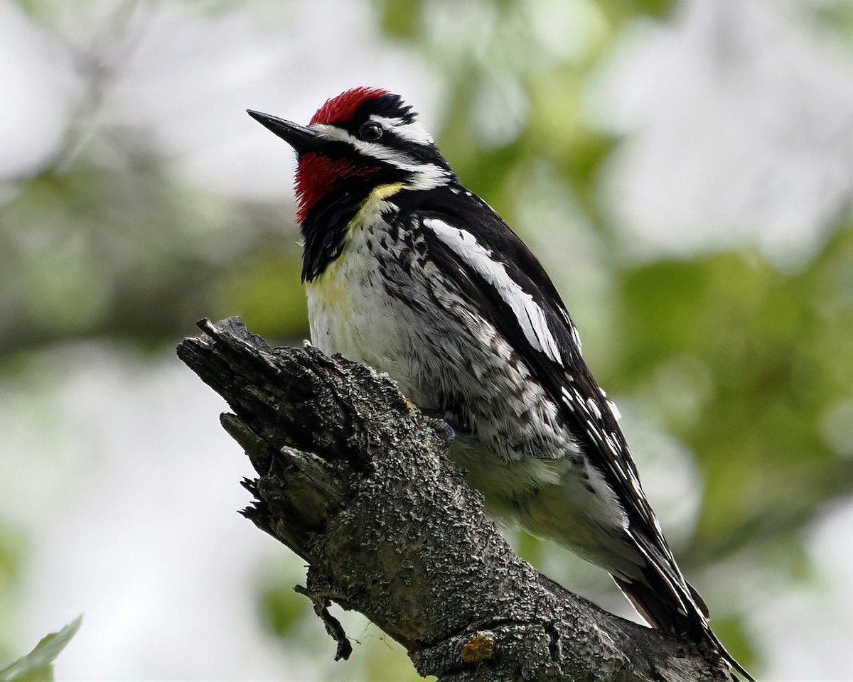 Yellow-bellied Sapsucker - ML452496771