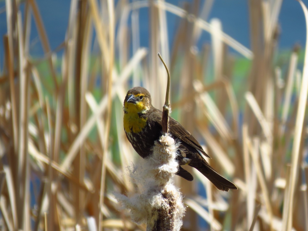 Yellow-headed Blackbird - Ken Orich