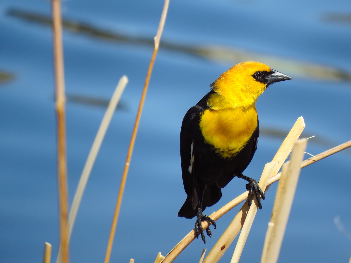 Yellow-headed Blackbird - Ken Orich