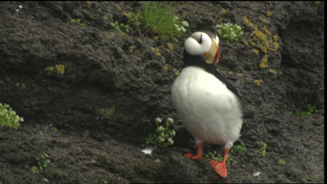 Horned Puffin - ML452500