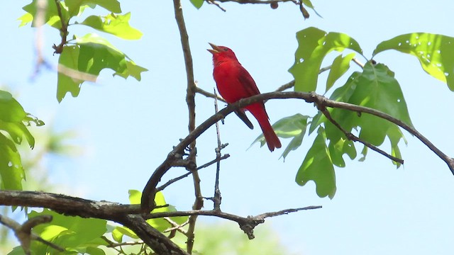 Summer Tanager - ML452500851