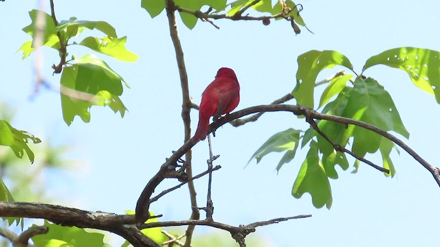 Summer Tanager - ML452501551