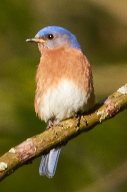 Eastern Bluebird - Hari Parameswaran