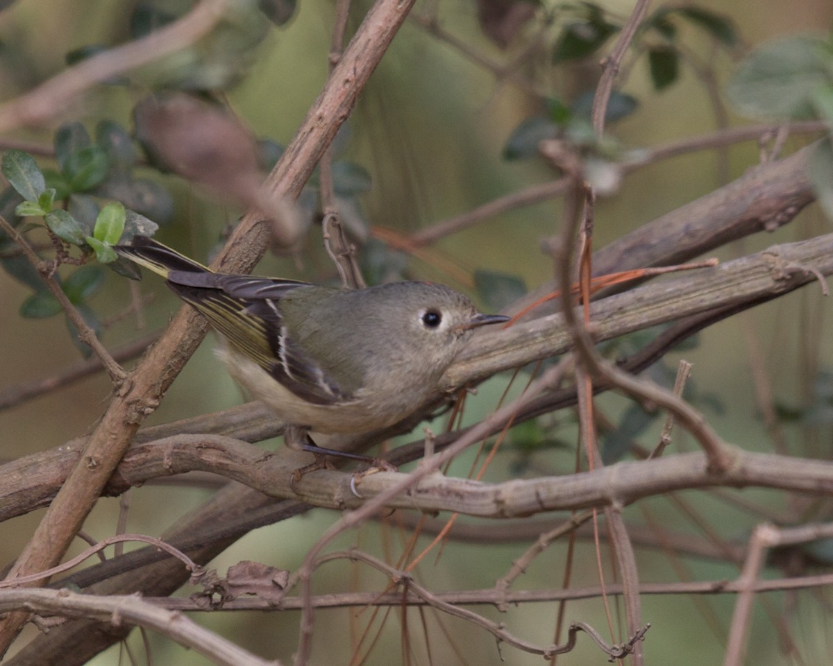 Ruby-crowned Kinglet - ML45250621