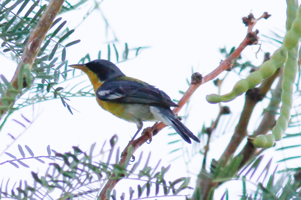 Tropical Parula - ML452506931