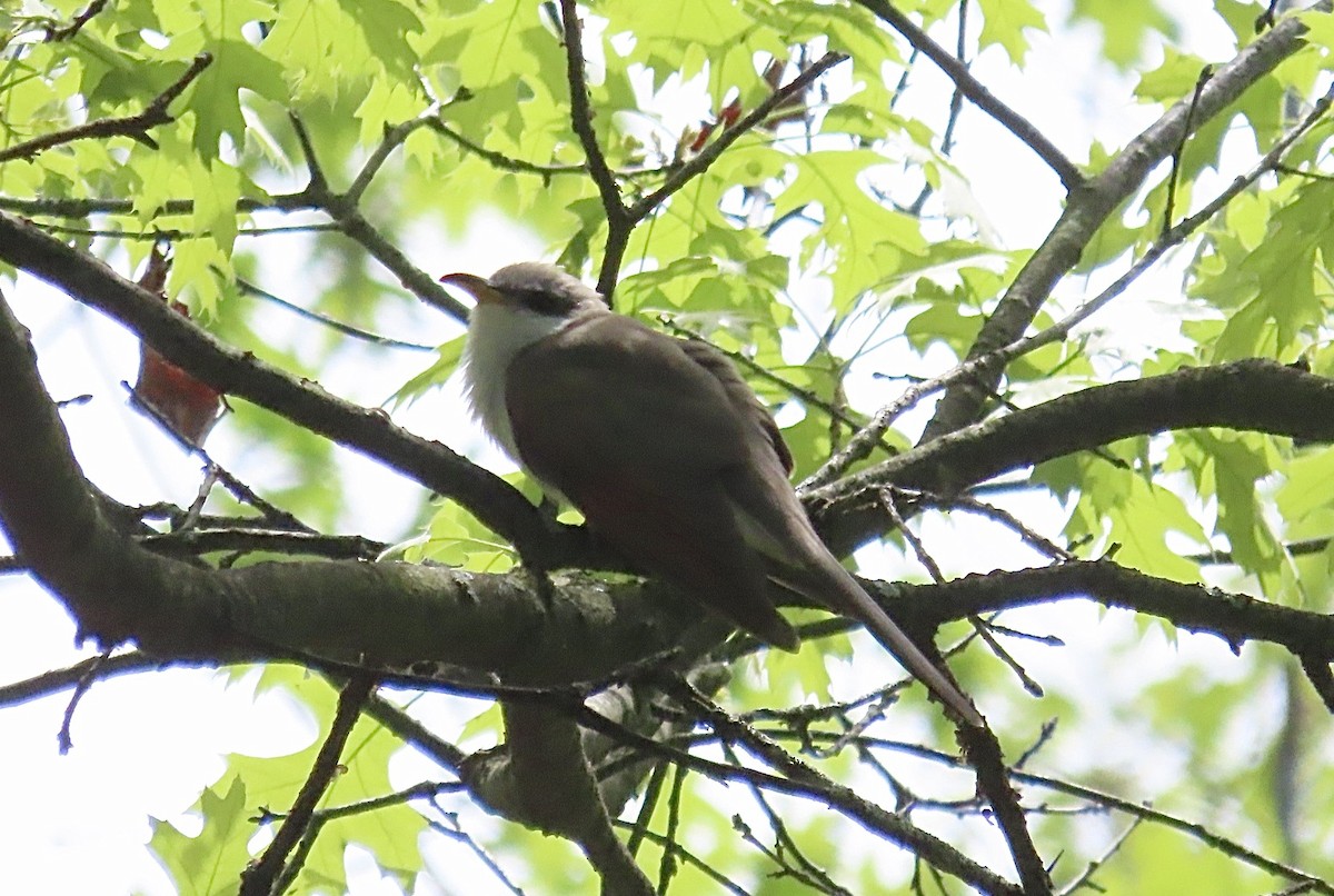 Yellow-billed Cuckoo - ML452508941