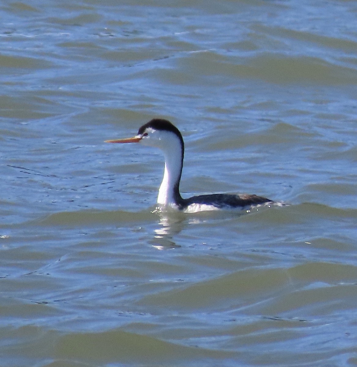 Clark's Grebe - ML452510181