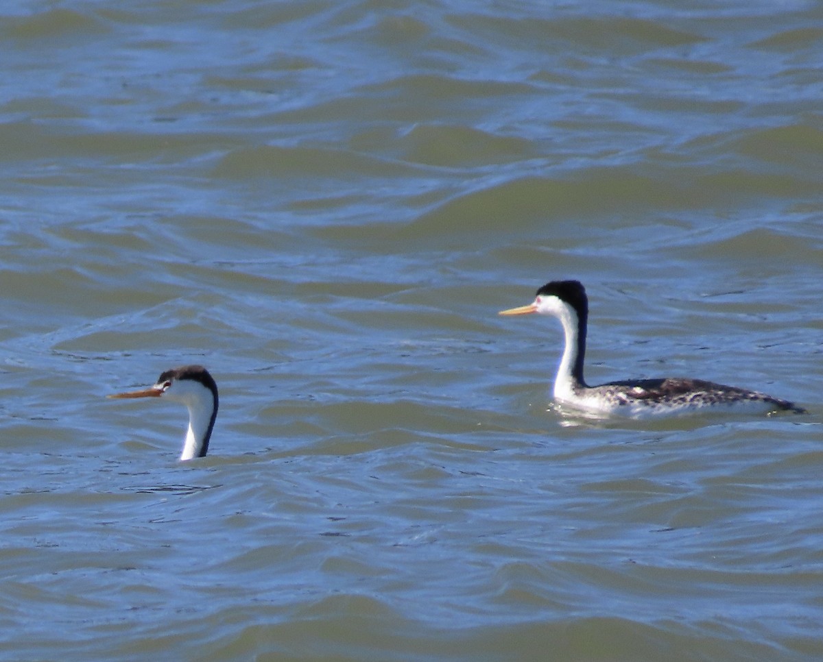 Clark's Grebe - ML452510211