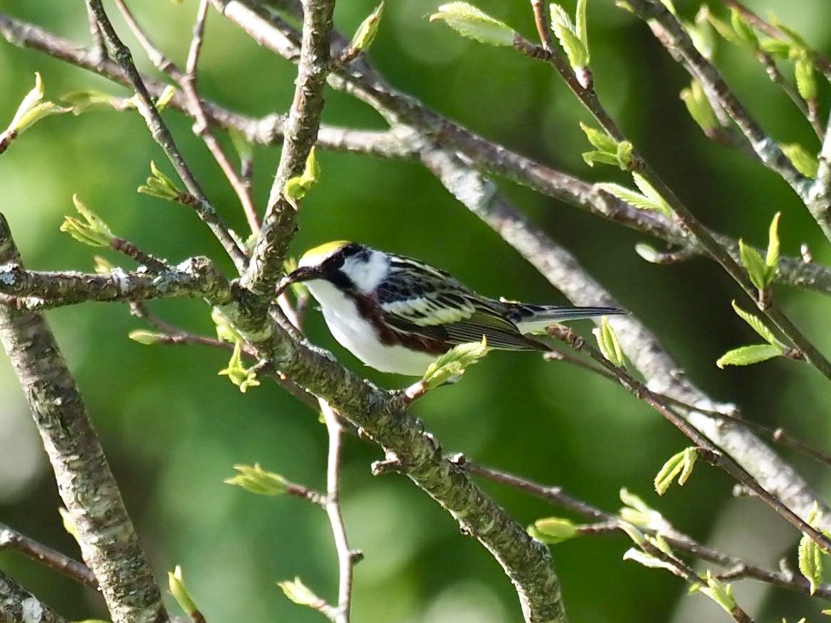 Chestnut-sided Warbler - ML452510641