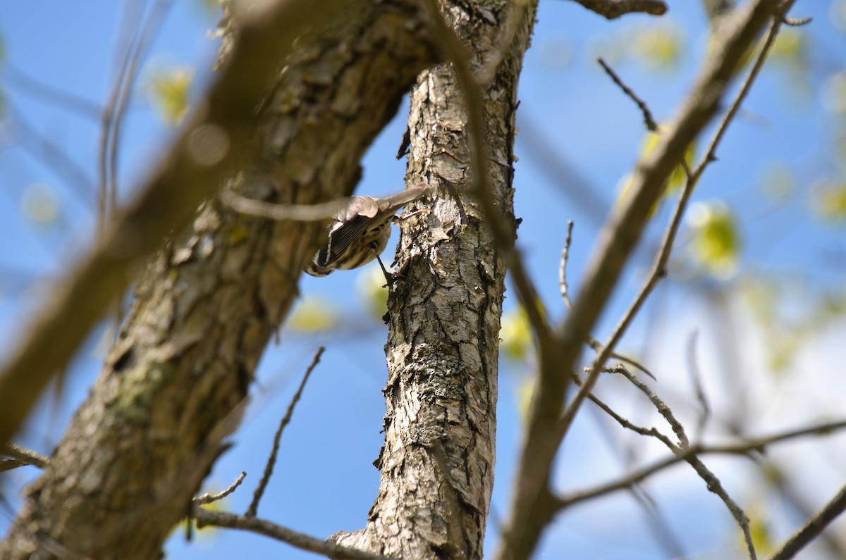Black-and-white Warbler - ML452511991