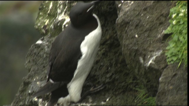 Thick-billed Murre - ML452512