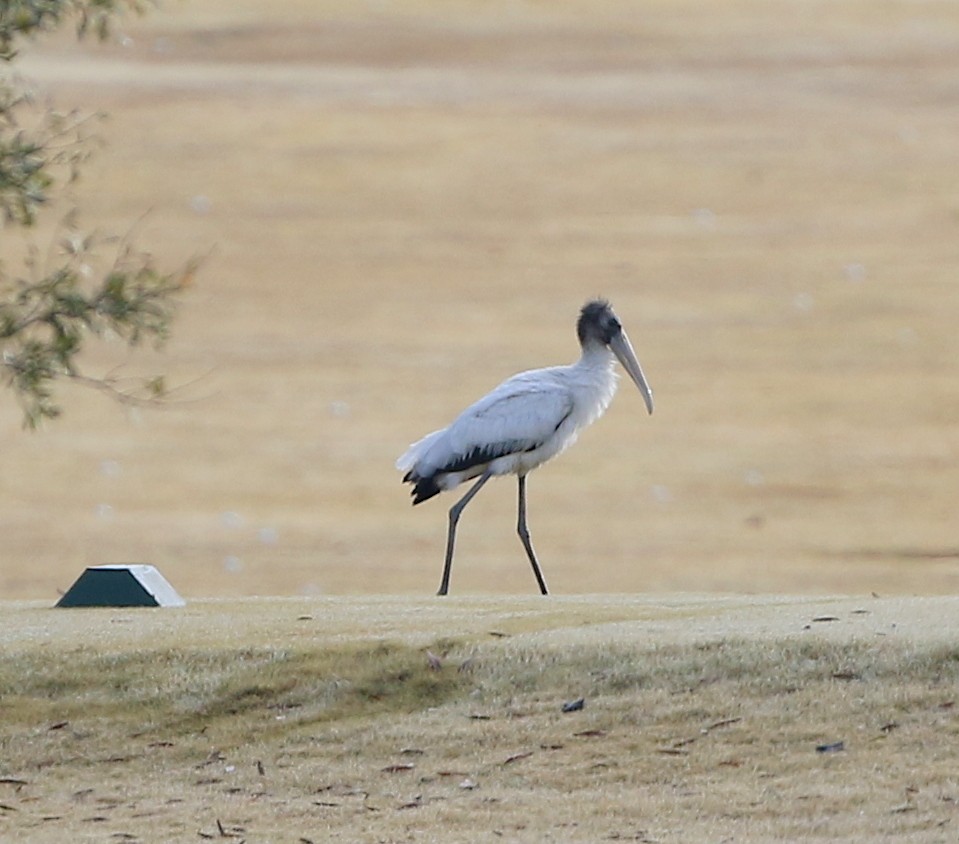 Wood Stork - joan garvey