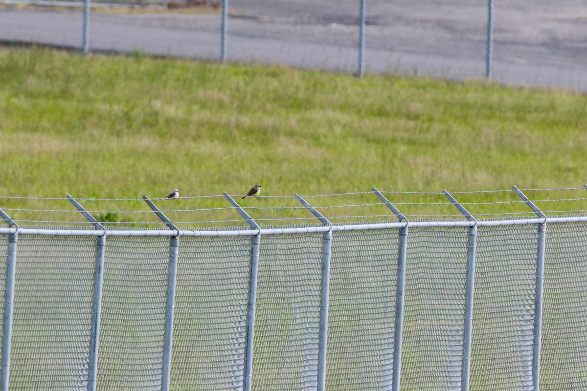 Western Kingbird - ML452514311