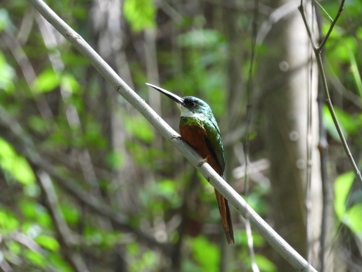 Rufous-tailed Jacamar - ML452514331