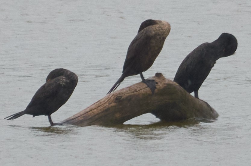 Cormorán Orejudo - ML452514601