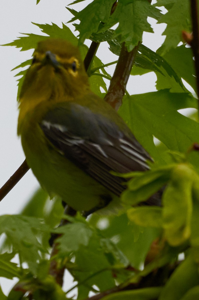 Vireo Gorjiamarillo - ML452514701