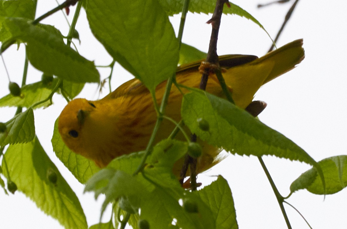 Yellow Warbler - ML452514921