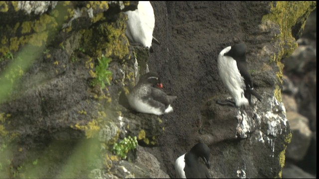 Parakeet Auklet - ML452515