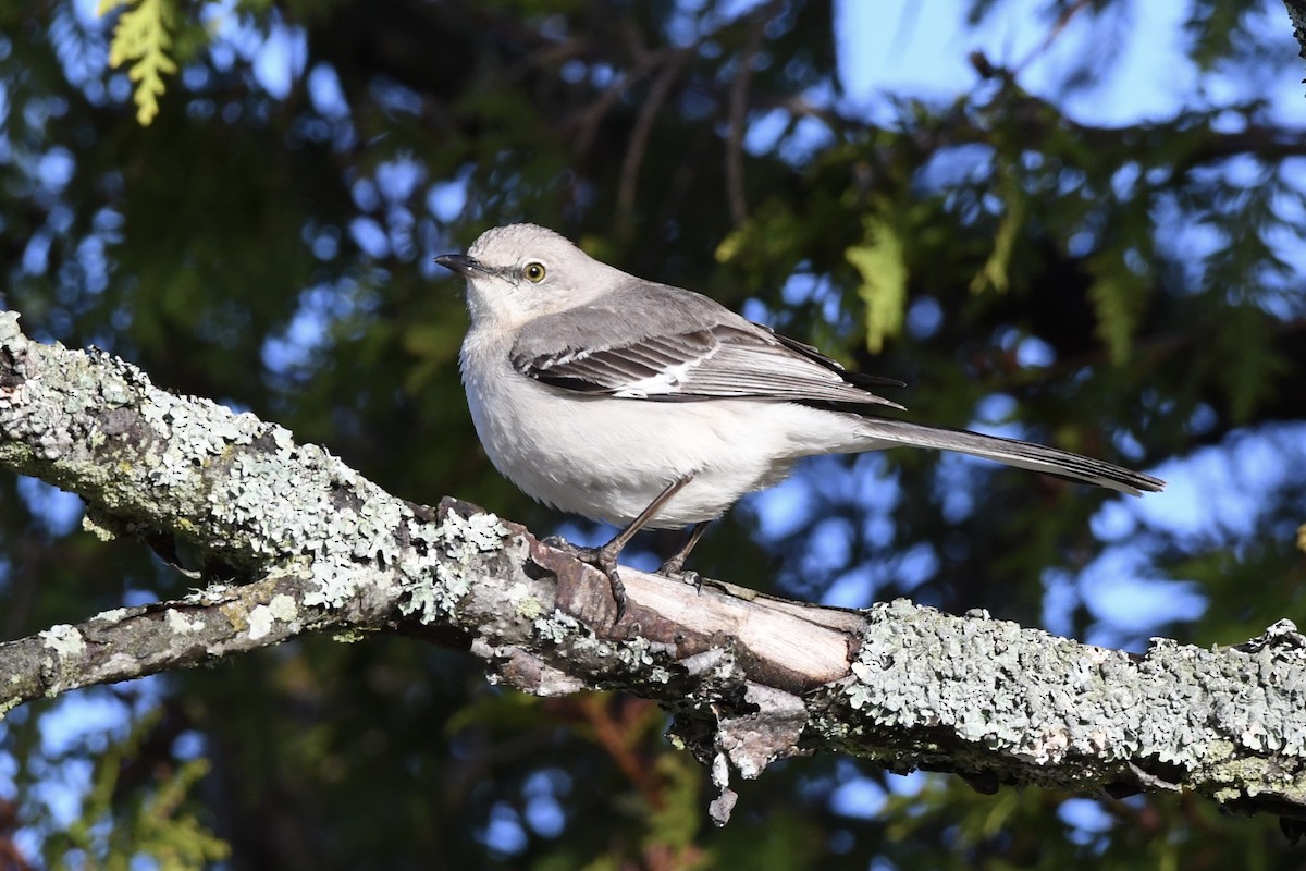 Northern Mockingbird - ML452515021