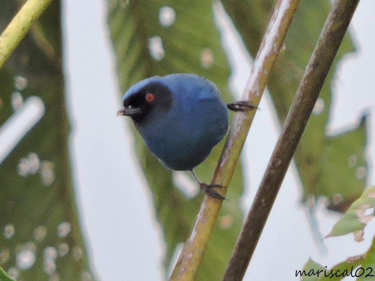 Masked Flowerpiercer - ML452516121