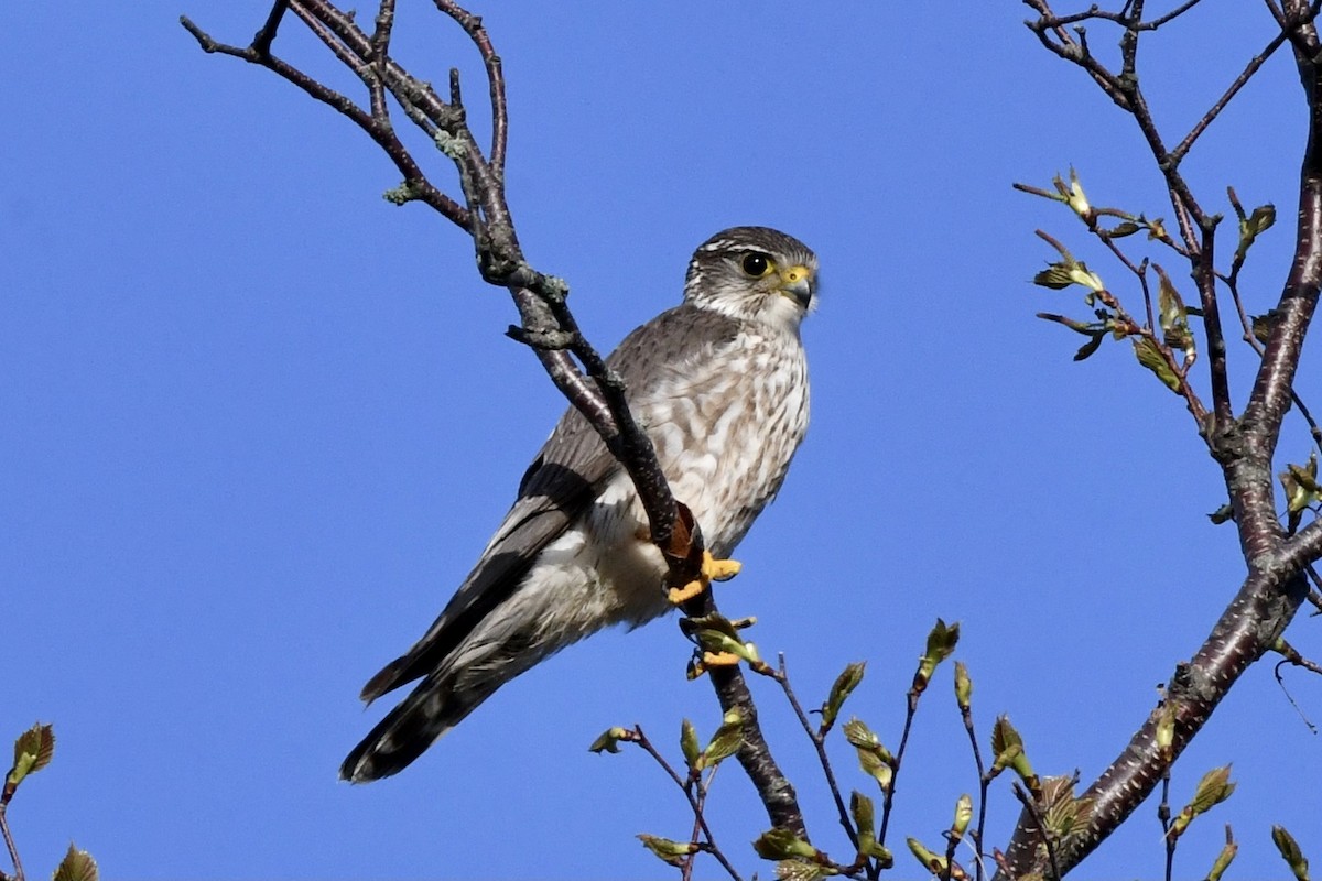 Merlin - ML452516321