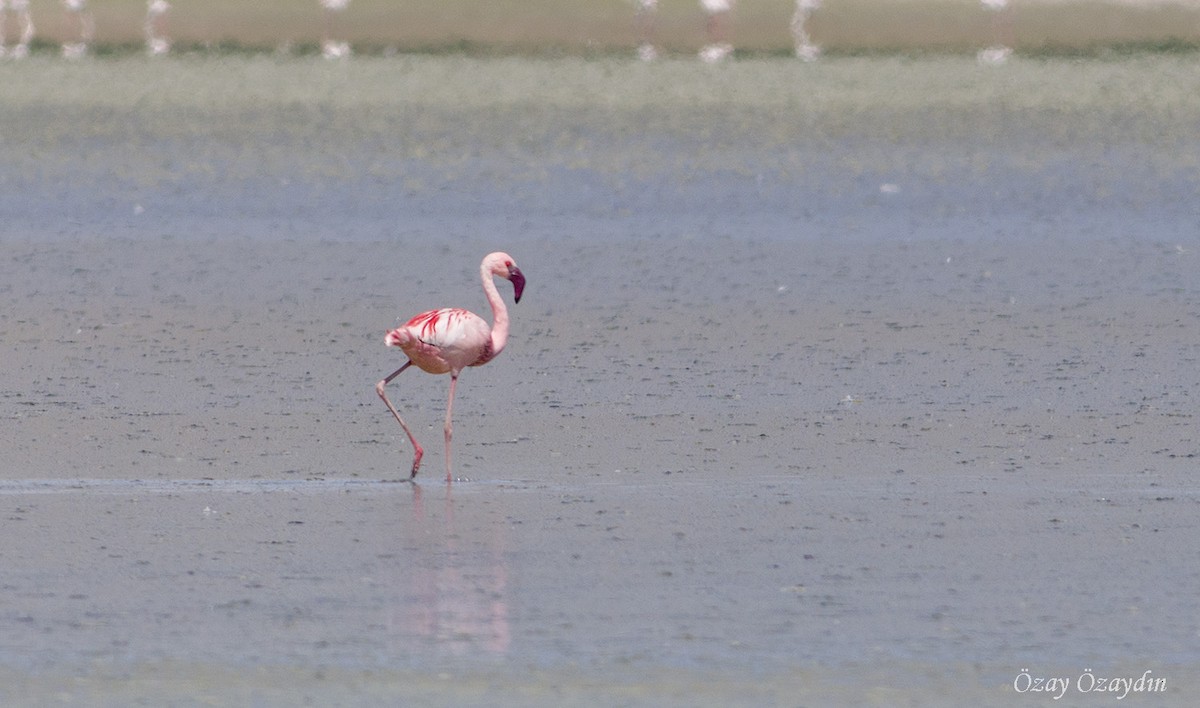 Küçük Flamingo - ML452516471