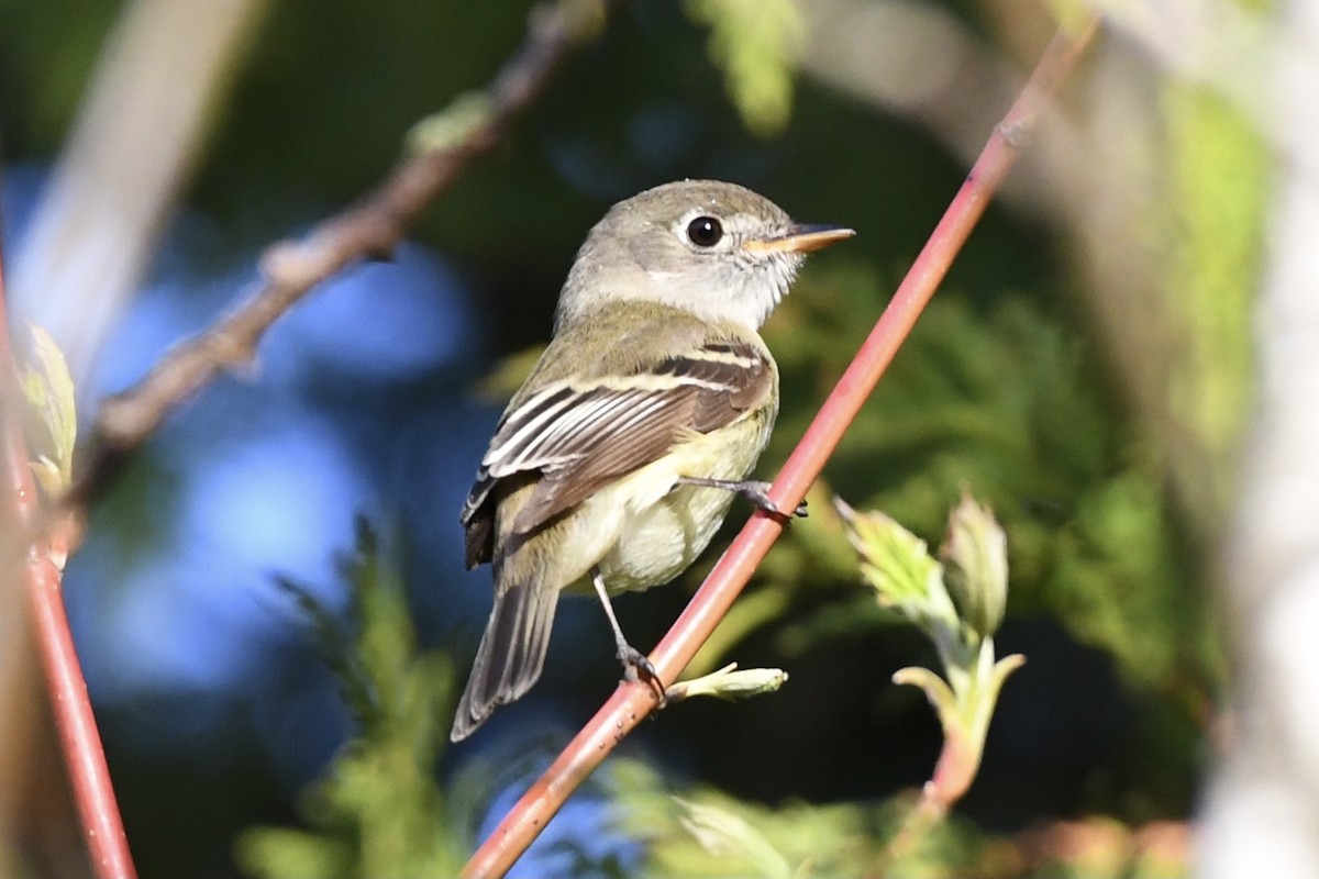 Least Flycatcher - ML452516621