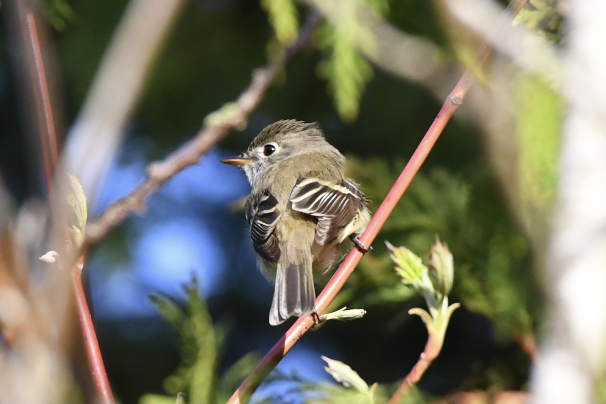 Least Flycatcher - ML452516631