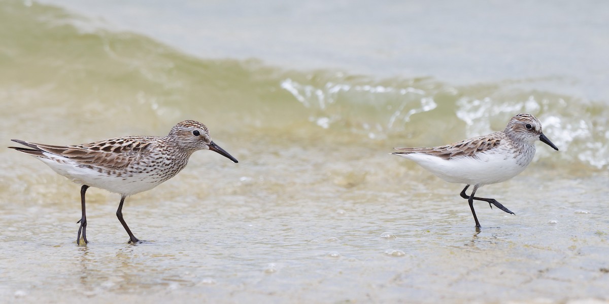 Semipalmated Sandpiper - ML452518361