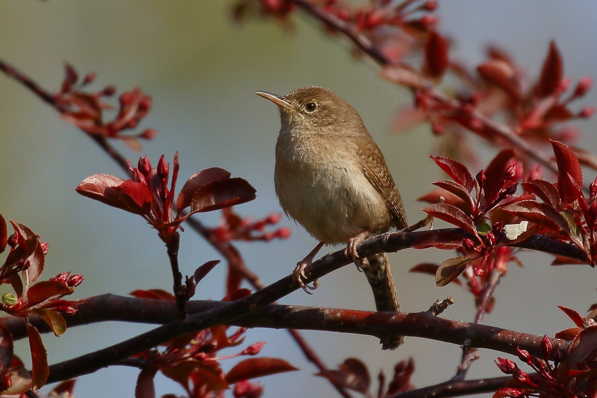 House Wren (Northern) - ML452520371