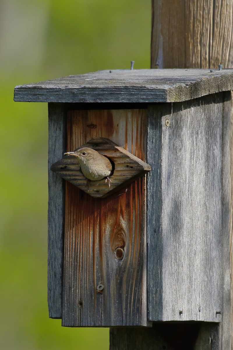 House Wren (Northern) - ML452520381