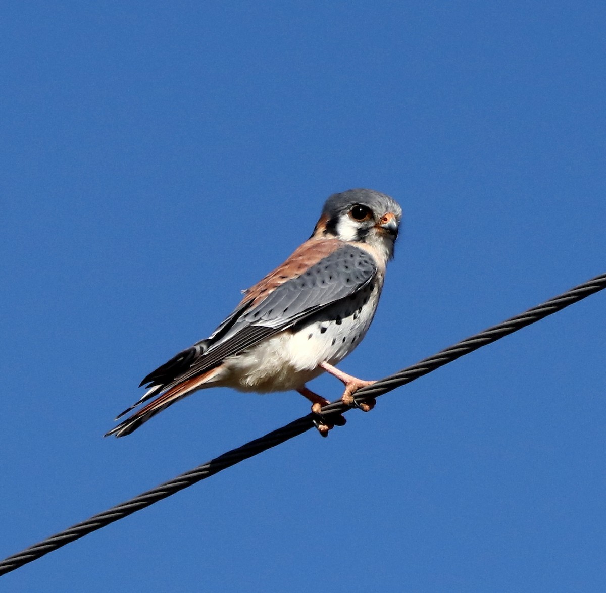 American Kestrel - ML452521201